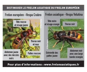 frelon asiatique